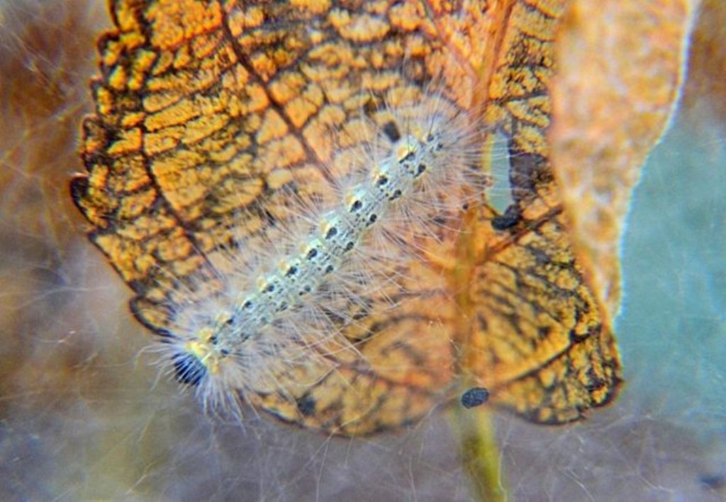 Bruchi di Hyphantria cunea (Erebidae Arctiinae)